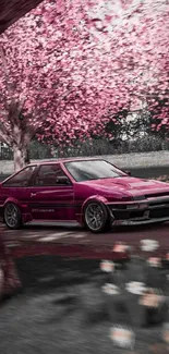 Car drifting under cherry blossom trees.