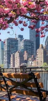 Cherry blossoms overlooking a cityscape with a park bench in the foreground.