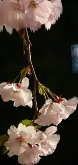 Cherry blossoms on a dark background, perfect for a calming mobile wallpaper.