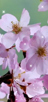 Delicate pink cherry blossoms with sparkles.