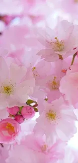 Cherry blossom mobile wallpaper with pink and white floral design.