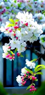 Cherry blossoms with pink buds on a blurred natural background.