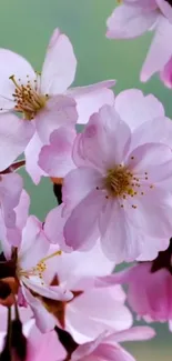 Pink cherry blossoms in full bloom creating a serene mobile wallpaper.