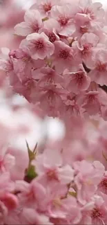 Beautiful pink cherry blossoms in full bloom, perfect for a mobile wallpaper.