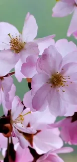 Cherry blossoms in full bloom, featuring delicate pink petals.