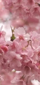 Soft pink cherry blossoms in full bloom, creating a dreamy wallpaper.