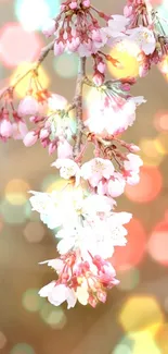 Cherry blossoms with colorful bokeh lights background.