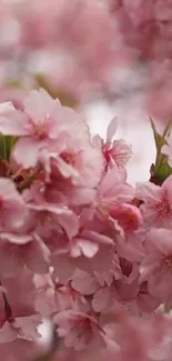 Beautiful cherry blossoms with pink petals in a serene, close-up mobile wallpaper.