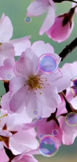 Cherry blossoms with bubbles on a branch, artistic wallpaper.