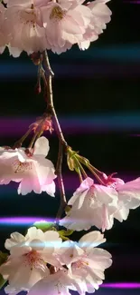 Cherry blossoms hanging gracefully against a soft gradient background.