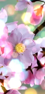 Cherry blossom branches with bokeh lights.