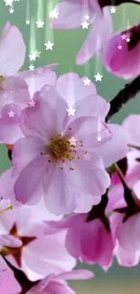 Delicate cherry blossoms with stars on a soft pink and green background.