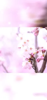 Cherry blossom branches with pastel pink hues creating a dreamy scene.