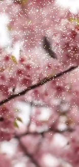 Mobile wallpaper with pink cherry blossoms and sparkling lights.