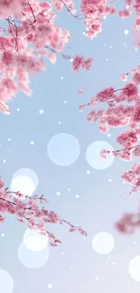 Cherry blossom branches with light blue sky background.