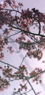 Dreamy cherry blossom branches with a lavender sky background.