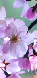 Cherry blossoms with jellyfish on a peaceful, pink-hued background.