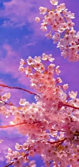 Cherry blossoms against a purple sky.