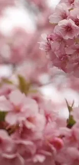 Pink cherry blossom wallpaper displaying delicate and elegant flowers.