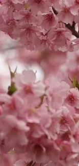 Mobile wallpaper of pink cherry blossoms in bloom.