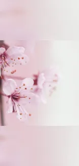 Beautiful cherry blossoms in soft focus.