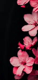 Pink cherry blossoms on a black background