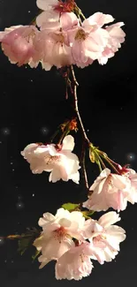 Elegant cherry blossoms on dark background mobile wallpaper.