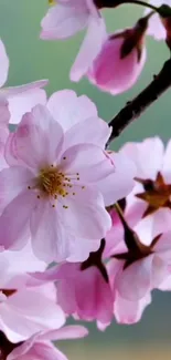 Elegant cherry blossom wallpaper with pink petals in full bloom.