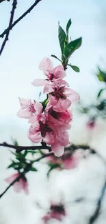 Cherry blossoms with a clear blue sky background.