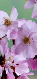 Elegant cherry blossoms in pink hues against green background.