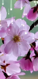 Pink cherry blossoms with star accents on green background.