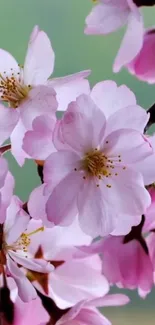 Close-up of cherry blossoms on branches against a soft green background.