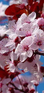 Close-up of vibrant pink cherry blossoms in full bloom on a sunny day.