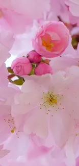 Mobile wallpaper with pink cherry blossoms in full bloom.