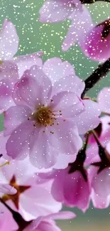 Cherry blossom flowers with pink petals and soft green backdrop.