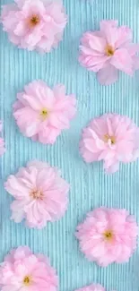 Cherry blossom flowers on teal wooden background.