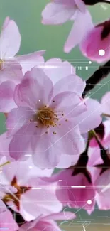 Cherry blossoms with a digital futuristic design overlay on a green background.