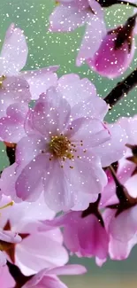 Pink cherry blossoms with glitter sparkle effect wallpaper.