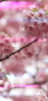 Blurry cherry blossoms with neon pink highlights.