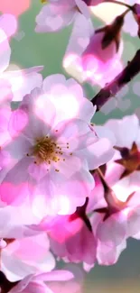 Pink cherry blossoms with heart-shaped bokeh effect, perfect for mobile wallpaper.