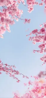 Cherry blossoms against a clear blue sky, perfect for a serene mobile wallpaper.
