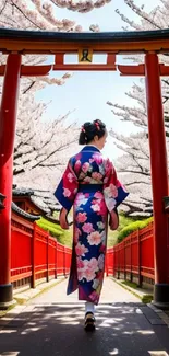 Japanese woman in kimono walking under cherry blossoms.