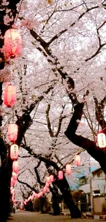 Cherry blossom trees with lanterns in a serene path.