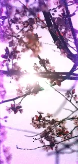 Cherry blossoms with sunlight and purple cosmic glow.