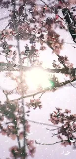 Cherry blossom branches with sunlight filtering through raindrops.