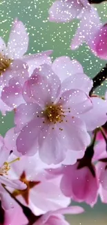 Soft pink cherry blossoms with snow effect on green background.