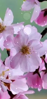 Cherry blossom wallpaper with pink flowers and green background.