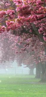 Cherry blossom trees in a misty park.