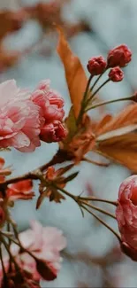 Cherry blossoms on a light blue background, perfect for mobile wallpaper.