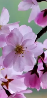 Cherry blossom branches with pink flowers.